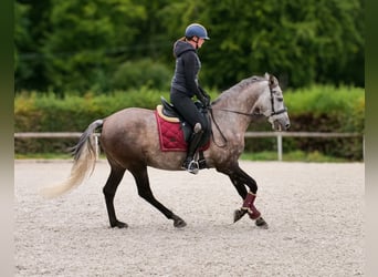 Cruzado, Ruin, 6 Jaar, 155 cm, Blauwschimmel