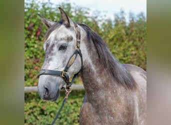 Cruzado, Ruin, 6 Jaar, 155 cm, Blauwschimmel
