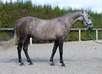 Cruzado, Ruin, 6 Jaar, 155 cm, Blauwschimmel
