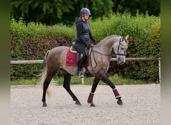Cruzado, Ruin, 6 Jaar, 155 cm, Blauwschimmel