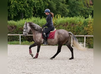 Cruzado, Ruin, 6 Jaar, 155 cm, Blauwschimmel