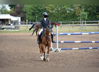 Cruzado Mix, Ruin, 6 Jaar, 156 cm, Vos