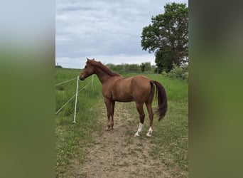 Cruzado Mix, Ruin, 6 Jaar, 156 cm, Vos