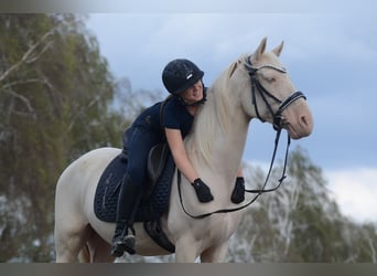 Cruzado, Ruin, 6 Jaar, 163 cm, Cremello