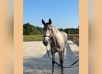 Cruzado, Ruin, 6 Jaar, 164 cm, Schimmel