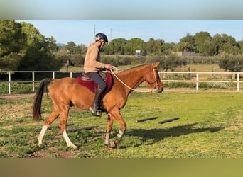 Cruzado, Ruin, 7 Jaar, 158 cm, Vos