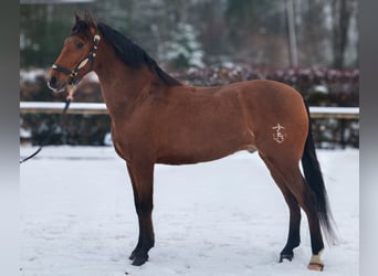 Cruzado, Ruin, 7 Jaar, 160 cm, Bruin