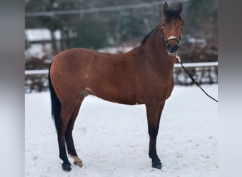 Cruzado, Ruin, 7 Jaar, 160 cm, Bruin