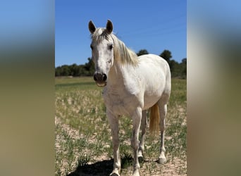 Cruzado, Ruin, 7 Jaar, 160 cm, Schimmel