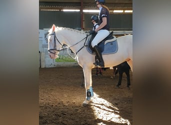 Cruzado, Ruin, 7 Jaar, 162 cm, Cremello