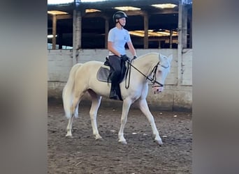 Cruzado, Ruin, 7 Jaar, 162 cm, Cremello