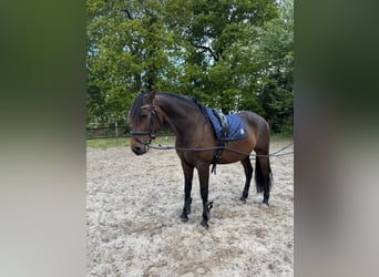Cruzado, Ruin, 7 Jaar, 164 cm, Donkerbruin