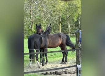 Cruzado, Ruin, 7 Jaar, 164 cm, Donkerbruin