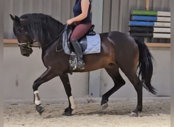 Cruzado, Ruin, 7 Jaar, 164 cm, Donkerbruin