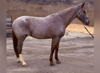 Cruzado, Ruin, 7 Jaar, 165 cm, Roan-Red