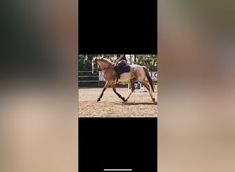 Cruzado, Ruin, 7 Jaar, 165 cm, Roan-Red