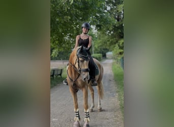 Cruzado, Ruin, 7 Jaar, 166 cm, Palomino