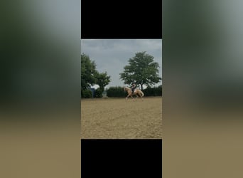 Cruzado, Ruin, 7 Jaar, 166 cm, Palomino