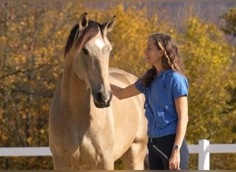 Cruzado, Ruin, 7 Jaar, 169 cm, Buckskin
