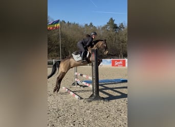 Cruzado, Ruin, 8 Jaar, 146 cm, Buckskin