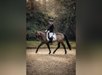 Cruzado, Ruin, 8 Jaar, 146 cm, Buckskin