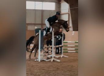 Cruzado, Ruin, 8 Jaar, 146 cm, Buckskin