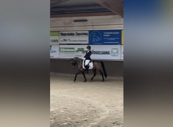 Cruzado, Ruin, 8 Jaar, 146 cm, Buckskin