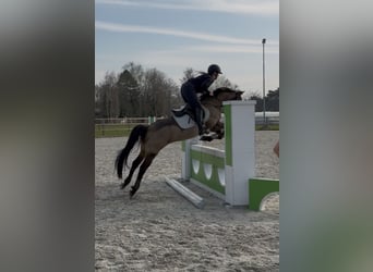 Cruzado, Ruin, 8 Jaar, 146 cm, Buckskin