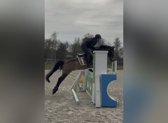 Cruzado, Ruin, 8 Jaar, 146 cm, Buckskin
