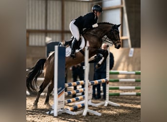 Cruzado, Ruin, 8 Jaar, 146 cm, Buckskin