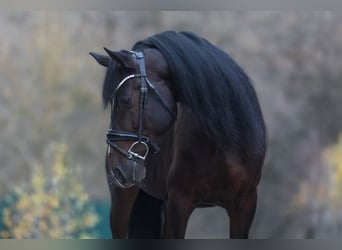 Cruzado, Ruin, 8 Jaar, 162 cm, Donkerbruin