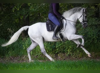 Cruzado, Ruin, 8 Jaar, 162 cm, Schimmel