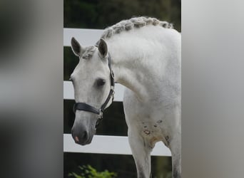 Cruzado, Ruin, 8 Jaar, 162 cm, Schimmel