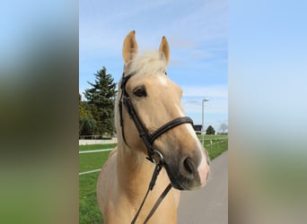 Cruzado, Ruin, 8 Jaar, 165 cm, Palomino