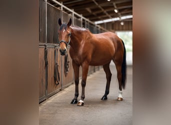 Cruzado, Ruin, 8 Jaar, 173 cm, Bruin