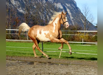 Cruzado, Ruin, 9 Jaar, 155 cm, Overo-alle-kleuren