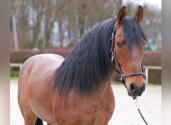 Cruzado, Ruin, 9 Jaar, 155 cm, Roan-Red