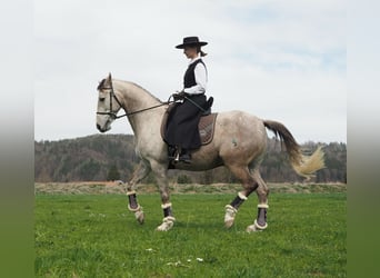 Cruzado Mix, Ruin, 9 Jaar, 155 cm, Schimmel