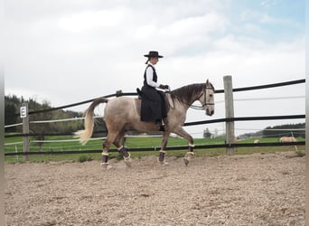 Cruzado Mix, Ruin, 9 Jaar, 155 cm, Schimmel