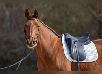 Cruzado, Ruin, 9 Jaar, 157 cm, Vos