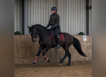 Cruzado, Ruin, 9 Jaar, 158 cm, Donkerbruin