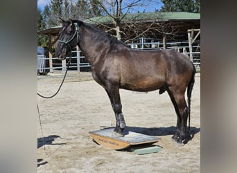 Cruzado, Ruin, 9 Jaar, 160 cm, Donkerbruin