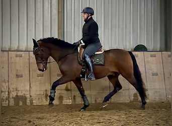 Cruzado, Ruin, 9 Jaar, 163 cm, Bruin