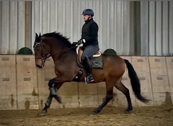 Cruzado, Ruin, 9 Jaar, 163 cm, Bruin