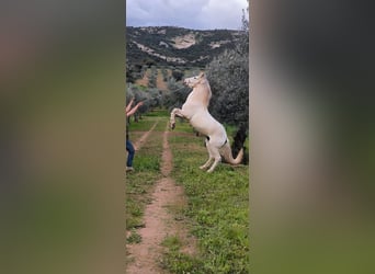 Cruzado, Semental, 11 años, 153 cm, Tordo