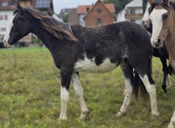 Cruzado, Semental, 1 año, 155 cm, Overo-todas las-capas