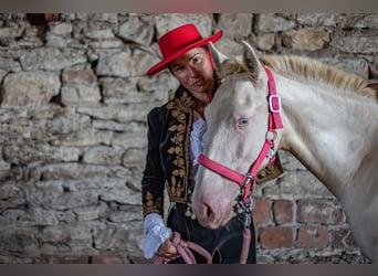 Cruzado, Semental, 1 año, 165 cm, Cremello