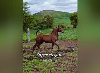 Cruzado Mestizo, Semental, 1 año, Alazán