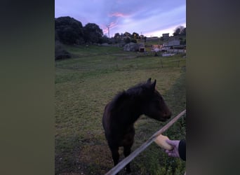 Cruzado, Semental, 1 año, Castaño oscuro