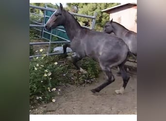 Cruzado, Semental, 1 año, Tordo